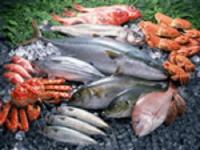 スカイバンド カラー 500g 40袋入/CS